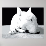 Póster Inglés Bull Terrier, Pop Art Print<br><div class="desc">Imagen de arte pop de Bull Terrier en inglés. Impresión de arte pop vectorial blanco y negro. Disponible como poster,  una buena impresión de arte e impresión de lienzo.</div>