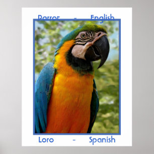 Póster Inglés loro, español loro