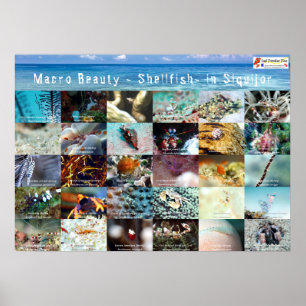 Póster Inglés : Macro Beauty - Shellfish - en Siquijor