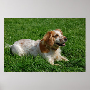 Póster Inglés rojo cocker spaniel