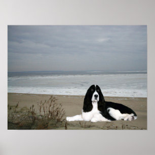 Póster Inglés Springer Spaniel Print