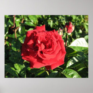 Póster Ingrid Bergman Hybrid Tea Rosa 032