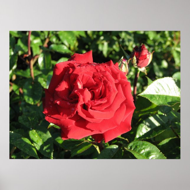 Póster Ingrid Bergman Hybrid Tea Rosa 032 (Frente)