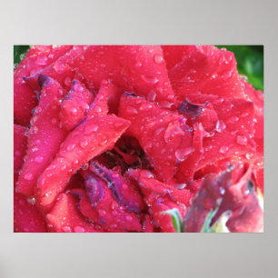 Póster Ingrid Bergman Hybrid Tea Rosa 038