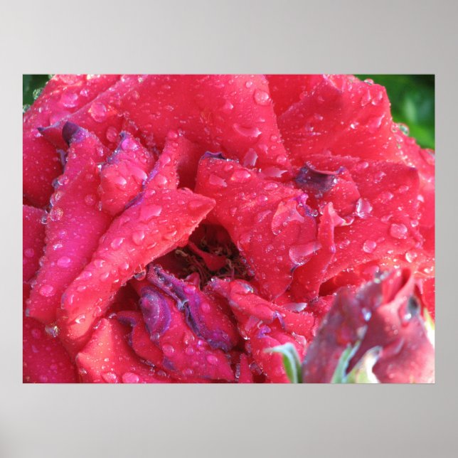 Póster Ingrid Bergman Hybrid Tea Rosa 038 (Frente)