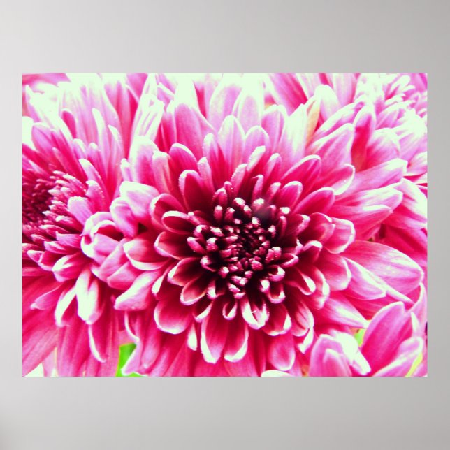Póster inmenso crisantemo rosado lienzo floral (Frente)