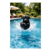 Inmersión de cachorro Labrador negro