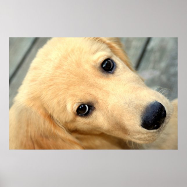 Póster Innocent Abby Poster (Frente)