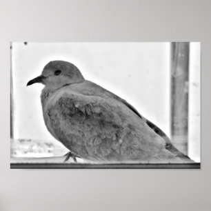 Póster Innocent Dove