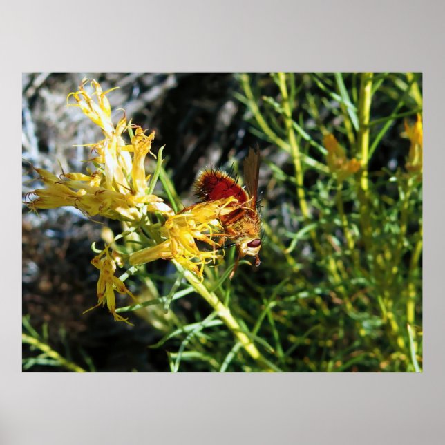 Póster Inscripción en una flor (Frente)