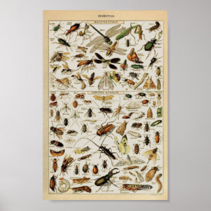 Póster Insecciona la educación vintage