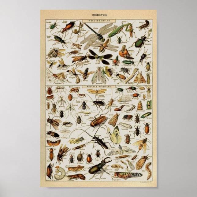 Póster Insecciona la educación vintage (Frente)