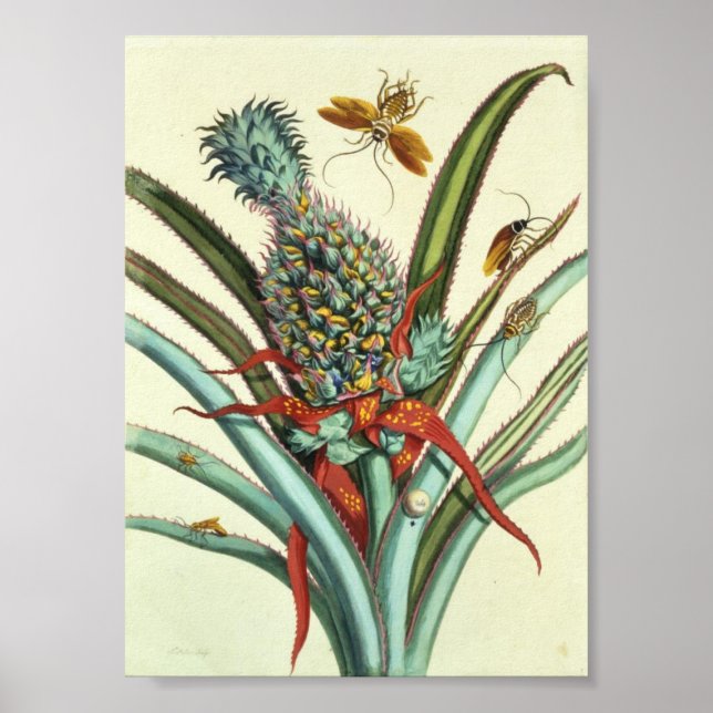 Póster Insect Generations Plate 1 (Frente)
