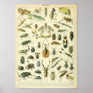 Póster Insecto del vintage y poster científico de los