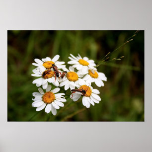 Póster ¡Insectos!