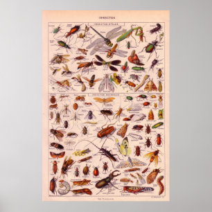 Póster Insectos