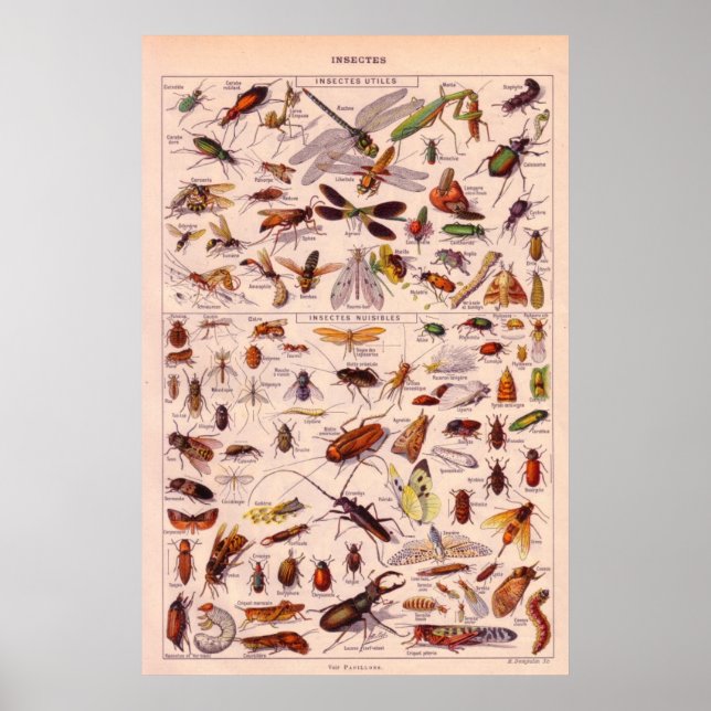 Póster Insectos (Frente)