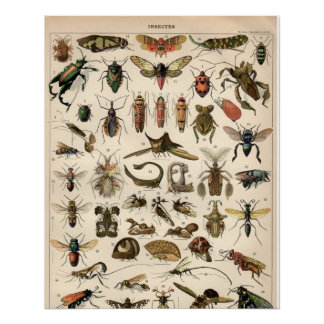 Póster Insectos