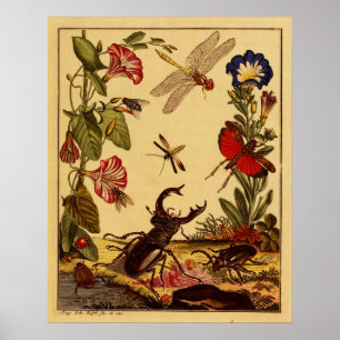 Póster Insectos 1764