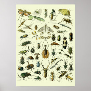 Póster Insectos Antiguos