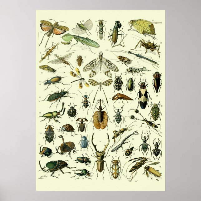 Póster Insectos Antiguos (Frente)