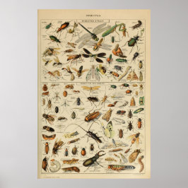 Póster Insectos - Colección de insectos