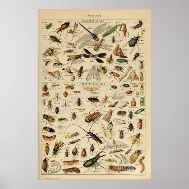 Póster Insectos - Colección de insectos (Frente)