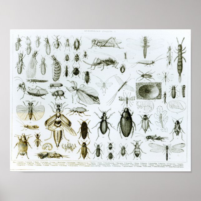 Póster Insectos de entomología (Frente)