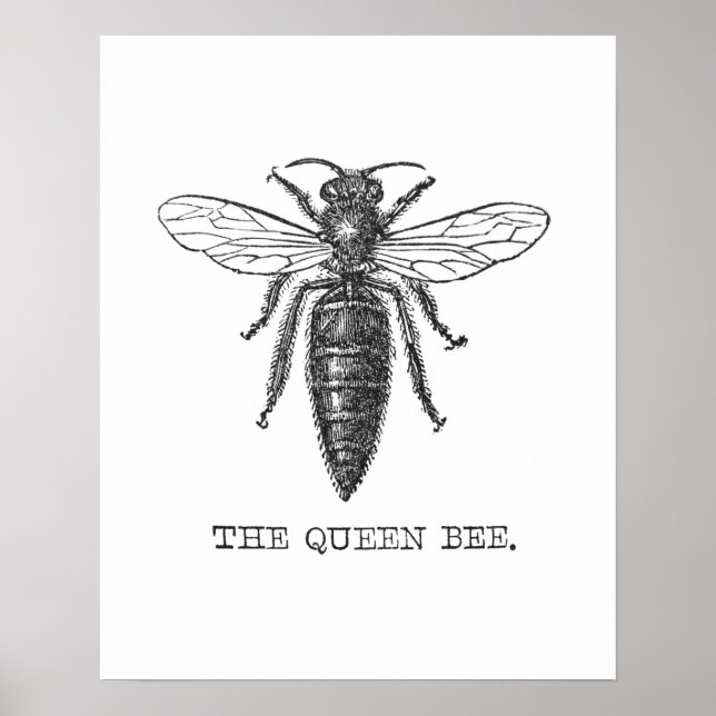 Póster Insectos de error de Ilustracion de abeja de reina (Frente)