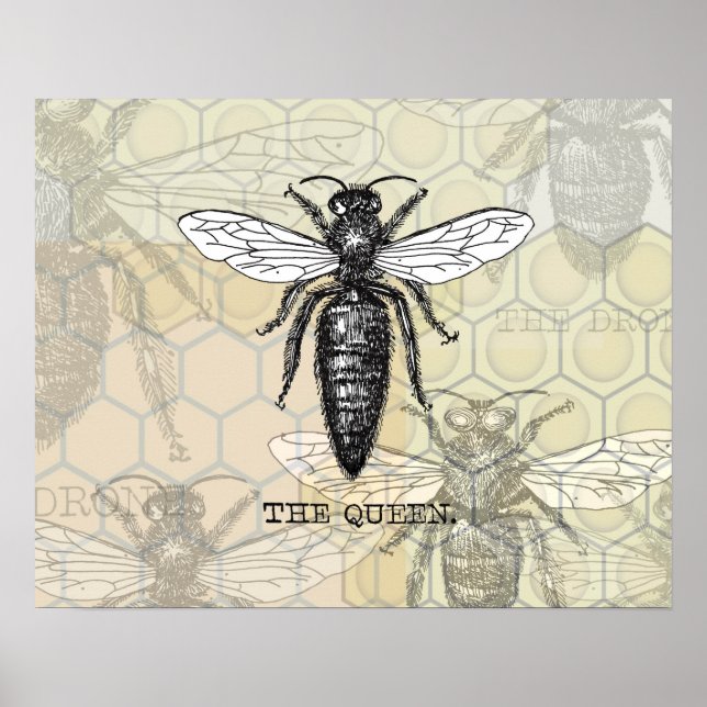 Póster Insectos de error de Ilustracion de abeja de reina (Frente)