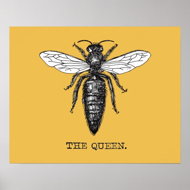 Póster Insectos de error de Ilustracion de abeja de reina (Frente)