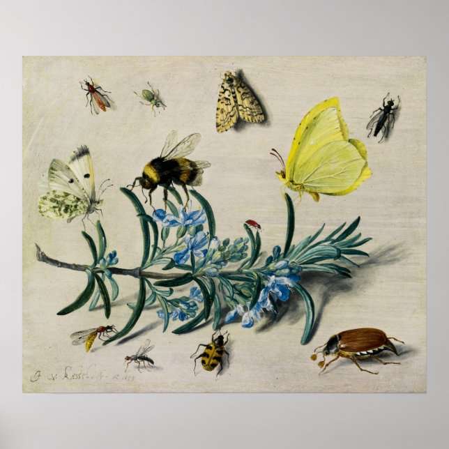 Póster Insectos de Jan van Kessel el anciano (Frente)