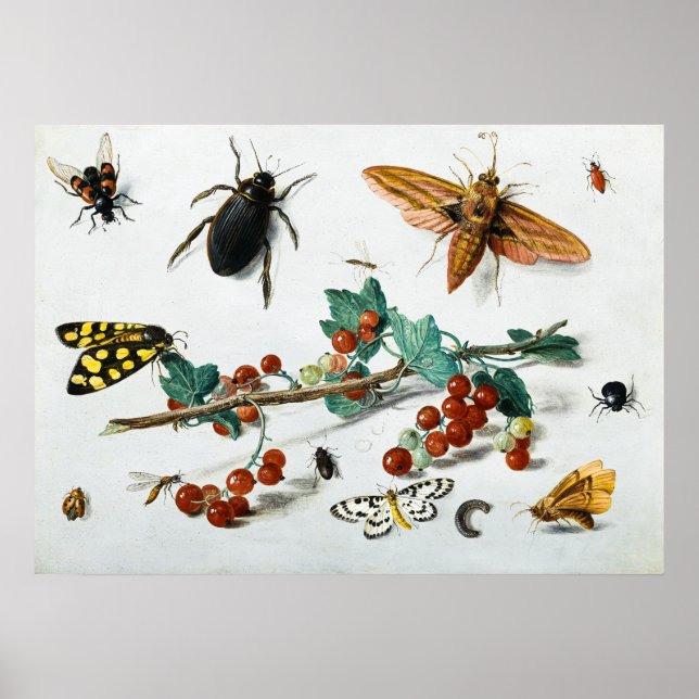 Póster Insectos de Jan van Kessel el anciano (Frente)