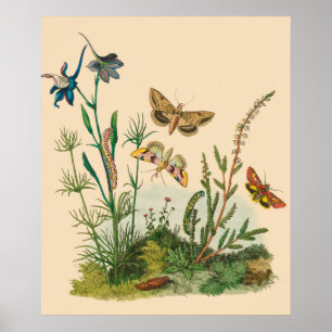 Póster Insectos de Jardín Vintage, mariposas, orugas