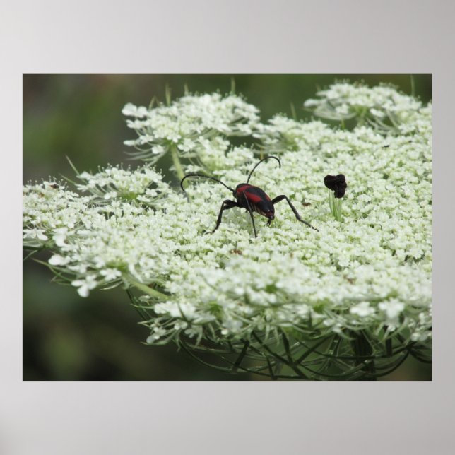Póster Insectos en la flor de los viejos (Frente)