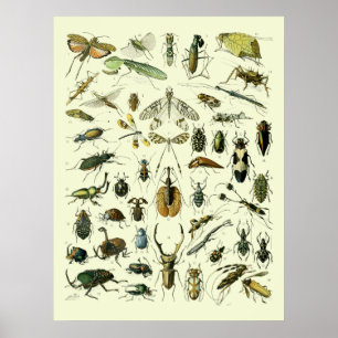 Póster Insectos vintage