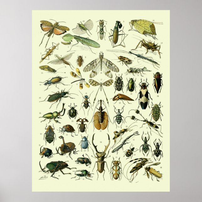 Póster Insectos vintage (Frente)