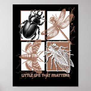 Póster Insectos Vintage - Escarabajo