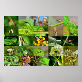 Póster Insekten - Collage