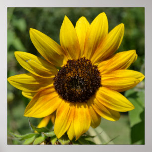 Póster Inspire Joy Sunflower Poster