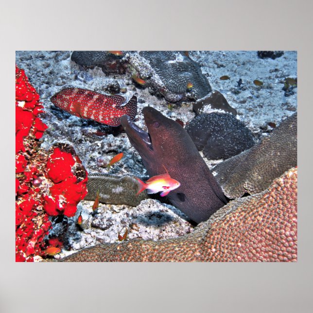 Póster Instantánea de arrecife de Maldivas (Frente)