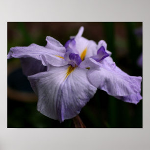 Póster Intensa flor japonesa de iris se acerca