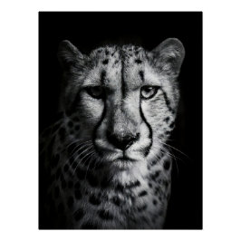 Póster Intense Black and White Cheetah Portrait