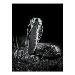 Póster  Intense Black & White King Cobra Fine Art Print |