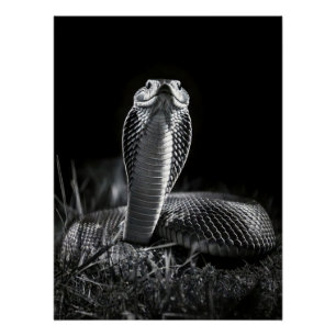 Póster  Intense Black & White King Cobra Fine Art Print