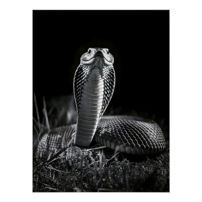 Póster  Intense Black & White King Cobra Fine Art Print | (Anverso)