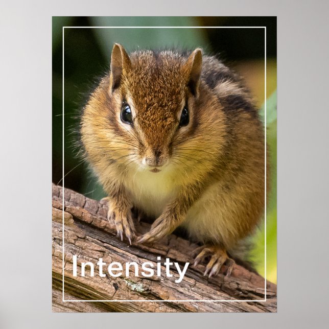 Póster Intensity Chipmunk Stare (Frente)