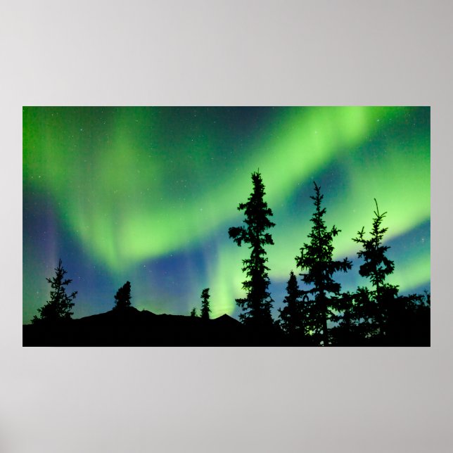 Póster Intenso Aurora borealis sobre taiga de abeto negro (Frente)