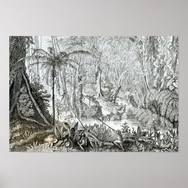 Póster Interior de una selva primeval en las amazonas (Frente)
