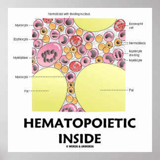 Póster Interior Hematopoyético (Formación De Células Sang